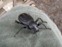 Blaps mucronata by (c) Yves Bas, some rights reserved (CC BY), uploaded by Yves Bas. Used under a CC-BY license.
