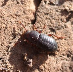 Conibius uniformis by (c) Andrew Meeds, some rights reserved (CC BY), uploaded by Andrew Meeds. Used under a CC-BY license.