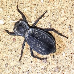Stenomorpha confluens by (c) Bob Miller, some rights reserved (CC BY), uploaded by Bob Miller. Used under a CC-BY license.