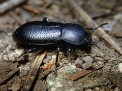 Scotobaenus by (c) Cricket Raspet, some rights reserved (CC BY), uploaded by Cricket Raspet. Used under a CC-BY license.
