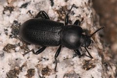 Scotobaenus by (c) Trevor Van Loon, some rights reserved (CC BY), uploaded by Trevor Van Loon. Used under a CC-BY license.