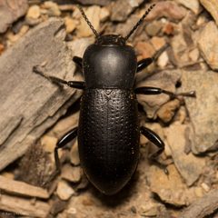 Scotobaenus by (c) Ken-ichi Ueda, some rights reserved (CC BY), uploaded by Ken-ichi Ueda. Used under a CC-BY license.
