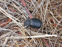 Stenomorpha puncticollis by (c) Jacy Chen, some rights reserved (CC BY), uploaded by Jacy Chen. Used under a CC-BY license.