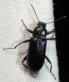 Strongylium terminatum by no rights reserved, uploaded by kcthetc1. Used under a CC0 license.