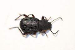 Eleodes brunnipes by (c) Carlos A. Armenta, some rights reserved (CC BY), uploaded by Carlos A. Armenta. Used under a CC-BY license.