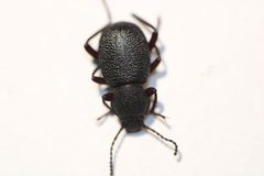 Eleodes brunnipes by (c) Carlos A. Armenta, some rights reserved (CC BY), uploaded by Carlos A. Armenta. Used under a CC-BY license.