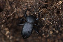 Eleodes consobrina by (c) Trevor Van Loon, some rights reserved (CC BY), uploaded by Trevor Van Loon. Used under a CC-BY license.