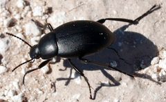 Eleodes fusiformis by (c) Catherine C. Galley, some rights reserved (CC BY), uploaded by Catherine C. Galley. Used under a CC-BY license.