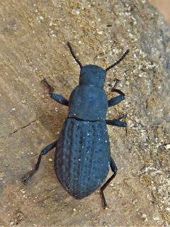 Polypleurus perforatus by (c) Annika Lindqvist, some rights reserved (CC BY), uploaded by Annika Lindqvist. Used under a CC-BY license.