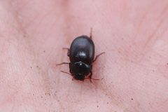 Eusattus dubius by (c) Carlos A. Armenta, some rights reserved (CC BY), uploaded by Carlos A. Armenta. Used under a CC-BY license.