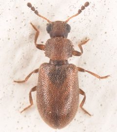 Paratenetus by (c) skitterbug, some rights reserved (CC BY), uploaded by skitterbug. Used under a CC-BY license.