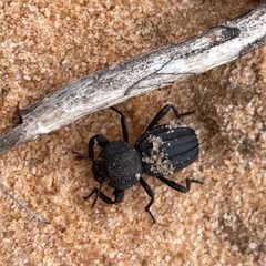 Trogloderus vandykei by (c) zancat, some rights reserved (CC BY), uploaded by zancat. Used under a CC-BY license.