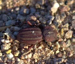 Trogloderus vandykei by (c) nmoorhatch, some rights reserved (CC BY), uploaded by nmoorhatch. Used under a CC-BY license.