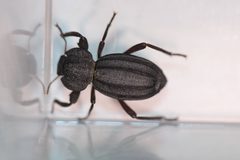Trogloderus vandykei by (c) Carlos A. Armenta, some rights reserved (CC BY), uploaded by Carlos A. Armenta. Used under a CC-BY license.