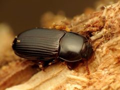 Uloma imberbis by (c) Katja Schulz, some rights reserved (CC BY). Used under a CC-BY license.