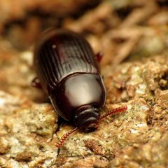 Uloma imberbis by (c) Katja Schulz, some rights reserved (CC BY). Used under a CC-BY license.