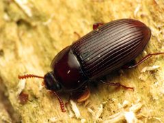Uloma imberbis by (c) Katja Schulz, some rights reserved (CC BY). Used under a CC-BY license.