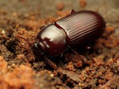 Uloma impressa by (c) Katja Schulz, some rights reserved (CC BY). Used under a CC-BY license.