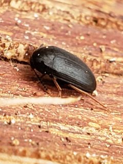 Eustrophopsis by (c) Mark Richman, some rights reserved (CC BY), uploaded by Mark Richman. Used under a CC-BY license.