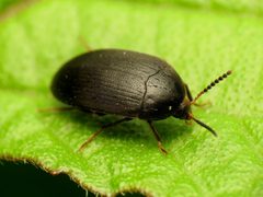 Eustrophopsis by (c) Katja Schulz, some rights reserved (CC BY). Used under a CC-BY license.