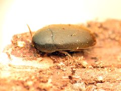Eustrophus tomentosus by (c) Katja Schulz, some rights reserved (CC BY). Used under a CC-BY license.