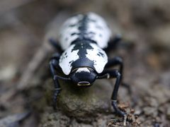 Zopherus nodulosus by (c) Matt Muir, some rights reserved (CC BY), uploaded by Matt Muir. Used under a CC-BY license.