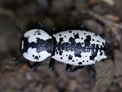 Zopherus nodulosus by (c) Matt Muir, some rights reserved (CC BY), uploaded by Matt Muir. Used under a CC-BY license.