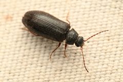 Eurypogon californicus by (c) Trevor Van Loon, some rights reserved (CC BY), uploaded by Trevor Van Loon. Used under a CC-BY license.