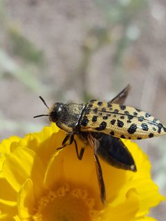 Acmaeodera maculifera by (c) Alex Abair, some rights reserved (CC BY), uploaded by Alex Abair. Used under a CC-BY license.