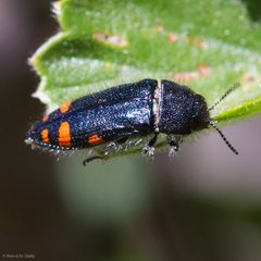 Acmaeodera mariposa by (c) Ken-ichi Ueda, some rights reserved (CC BY), uploaded by Ken-ichi Ueda. Used under a CC-BY license.