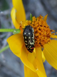 Acmaeodera opacula by (c) Evan M. Raskin, some rights reserved (CC BY), uploaded by Evan M. Raskin. Used under a CC-BY license.