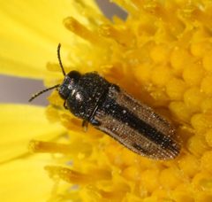 Acmaeodera quadrivittatoides by (c) Andrew Meeds, some rights reserved (CC BY), uploaded by Andrew Meeds. Used under a CC-BY license.