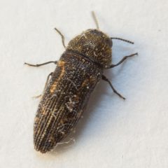 Acmaeodera tubulus by (c) Victor Engel, some rights reserved (CC BY), uploaded by Victor Engel. Used under a CC-BY license.