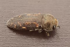Acmaeodera tubulus by (c) Victor Engel, some rights reserved (CC BY), uploaded by Victor Engel. Used under a CC-BY license.