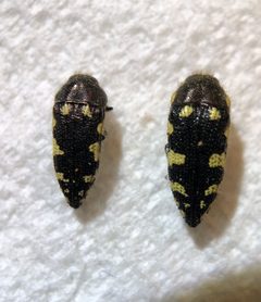 Acmaeodera vernalis by (c) nmoorhatch, some rights reserved (CC BY), uploaded by nmoorhatch. Used under a CC-BY license.