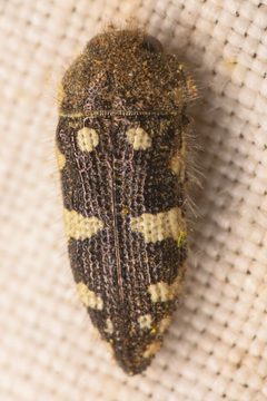 Acmaeodera vernalis by (c) Trevor Van Loon, some rights reserved (CC BY), uploaded by Trevor Van Loon. Used under a CC-BY license.