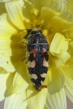 Acmaeodera tuta by (c) Trevor Van Loon, some rights reserved (CC BY), uploaded by Trevor Van Loon. Used under a CC-BY license.