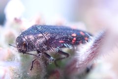Acmaeodera vandykei by (c) Henrik Kibak, some rights reserved (CC BY), uploaded by Henrik Kibak. Used under a CC-BY license.