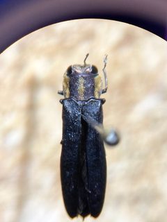 Agrilus audax by (c) Emily Franzen, some rights reserved (CC BY), uploaded by Emily Franzen. Used under a CC-BY license.