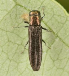 Agrilus cephalicus by (c) skitterbug, some rights reserved (CC BY), uploaded by skitterbug. Used under a CC-BY license.