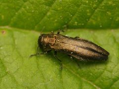 Agrilus cuprescens by (c) Alexis Tinker-Tsavalas, some rights reserved (CC BY), uploaded by Alexis Tinker-Tsavalas. Used under a CC-BY license.
