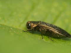Agrilus cuprescens by (c) Alexis Tinker-Tsavalas, some rights reserved (CC BY), uploaded by Alexis Tinker-Tsavalas. Used under a CC-BY license.