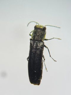 Agrilus defectus by (c) Emily Franzen, some rights reserved (CC BY), uploaded by Emily Franzen. Used under a CC-BY license.