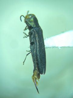 Agrilus geminatus by (c) Emily Franzen, some rights reserved (CC BY), uploaded by Emily Franzen. Used under a CC-BY license.