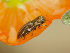 Agrilus malvastri by (c) Elliott Gordon, some rights reserved (CC BY), uploaded by Elliott Gordon. Used under a CC-BY license.