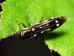 Agrilus obsoletoguttatus by (c) Katja Schulz, some rights reserved (CC BY). Used under a CC-BY license.