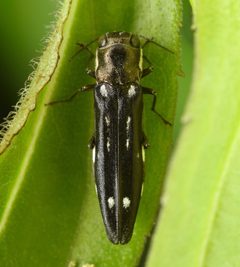 Agrilus obsoletoguttatus by (c) skitterbug, some rights reserved (CC BY), uploaded by skitterbug. Used under a CC-BY license.