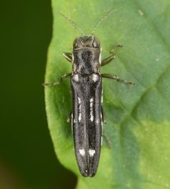 Agrilus obsoletoguttatus by (c) skitterbug, some rights reserved (CC BY), uploaded by skitterbug. Used under a CC-BY license.