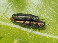 Agrilus sulcicollis by (c) Michael Knapp, some rights reserved (CC BY), uploaded by Michael Knapp. Used under a CC-BY license.