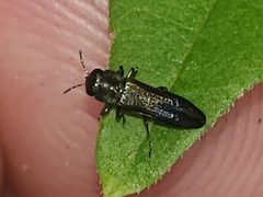 Agrilaxia by (c) Mark Richman, some rights reserved (CC BY), uploaded by Mark Richman. Used under a CC-BY license.